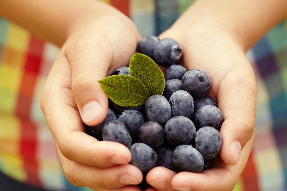 when are blueberries in season