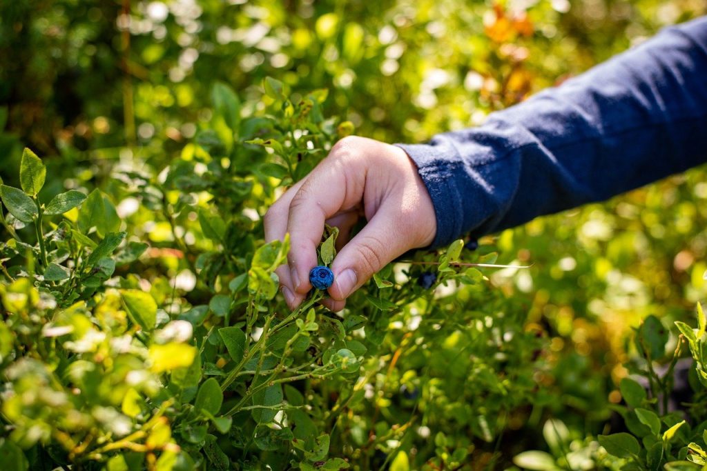 when are blueberries in season