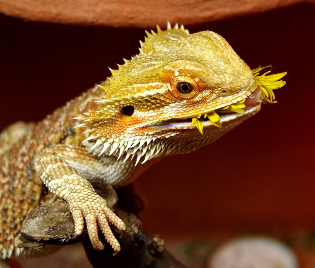 can bearded dragons eat pomegranate