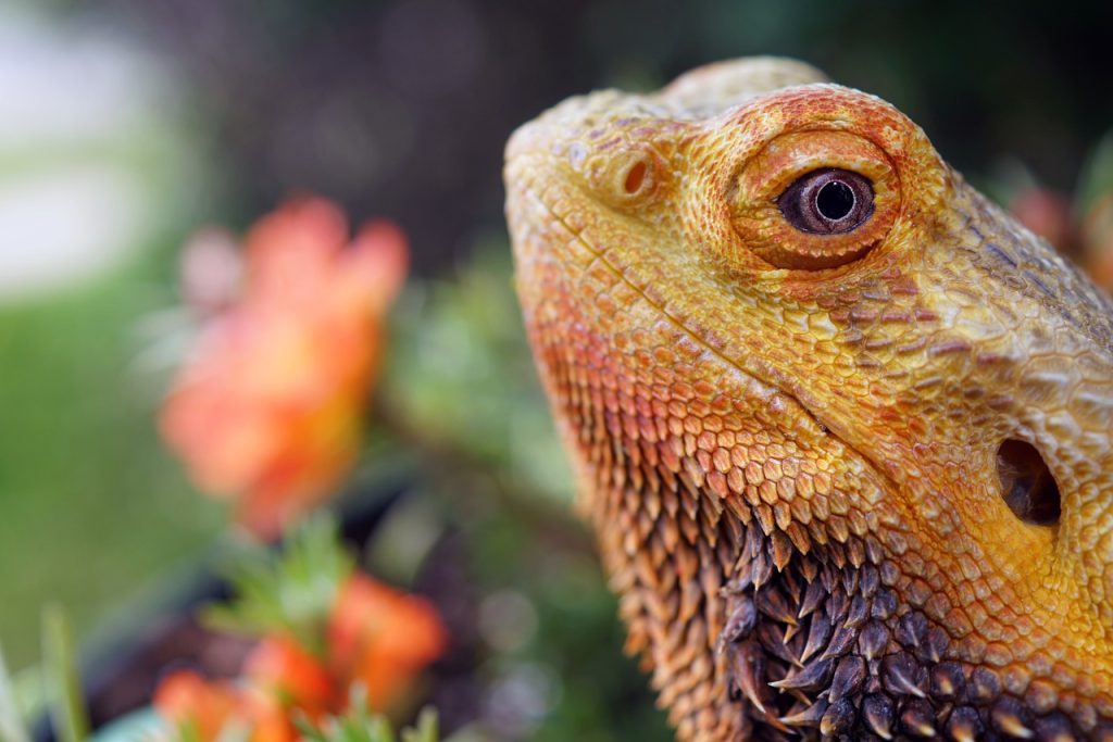 can bearded dragons eat pomegranate