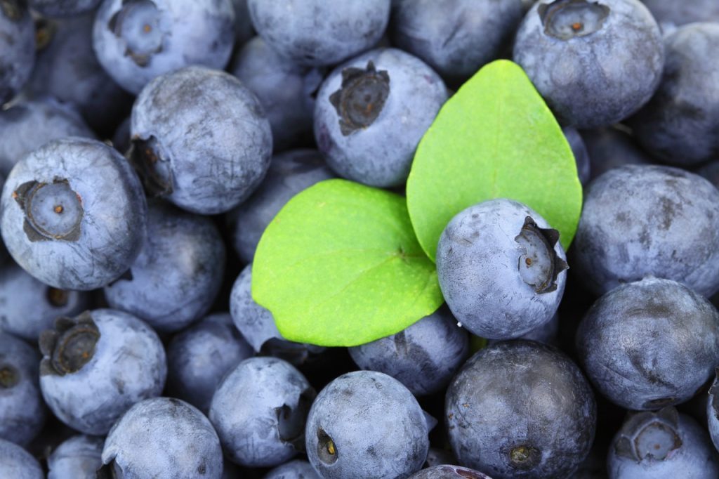 when are blueberries in season