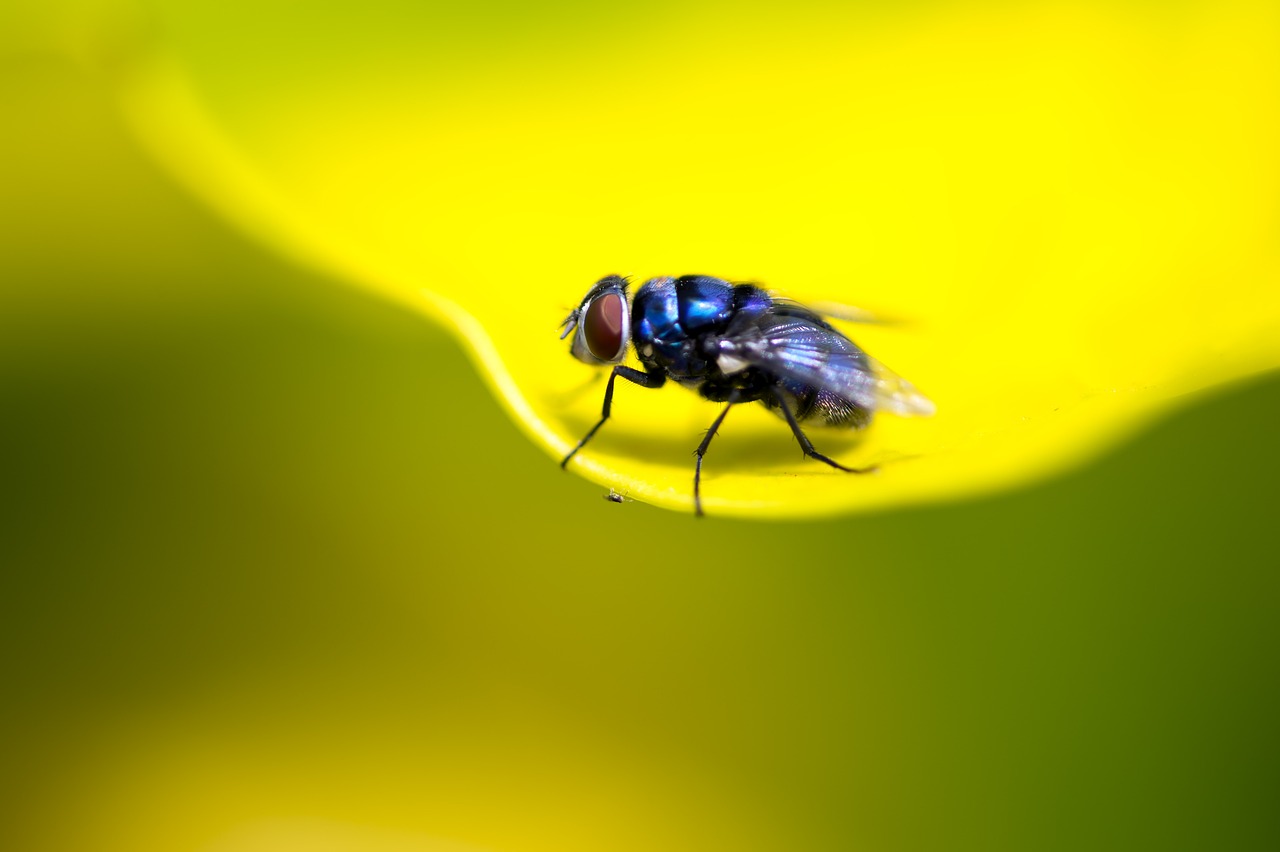 Fruit Fly Culture recipe