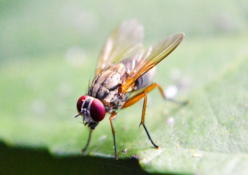 Fruit Fly Culture recipe