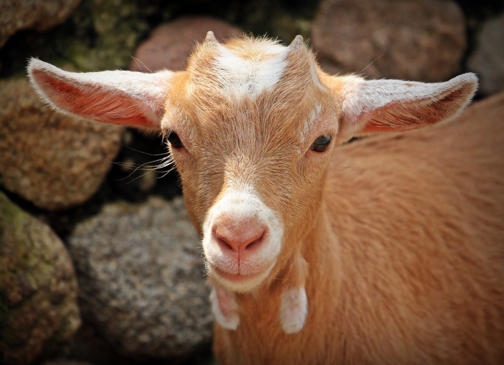 can goats eat dragon fruit? 