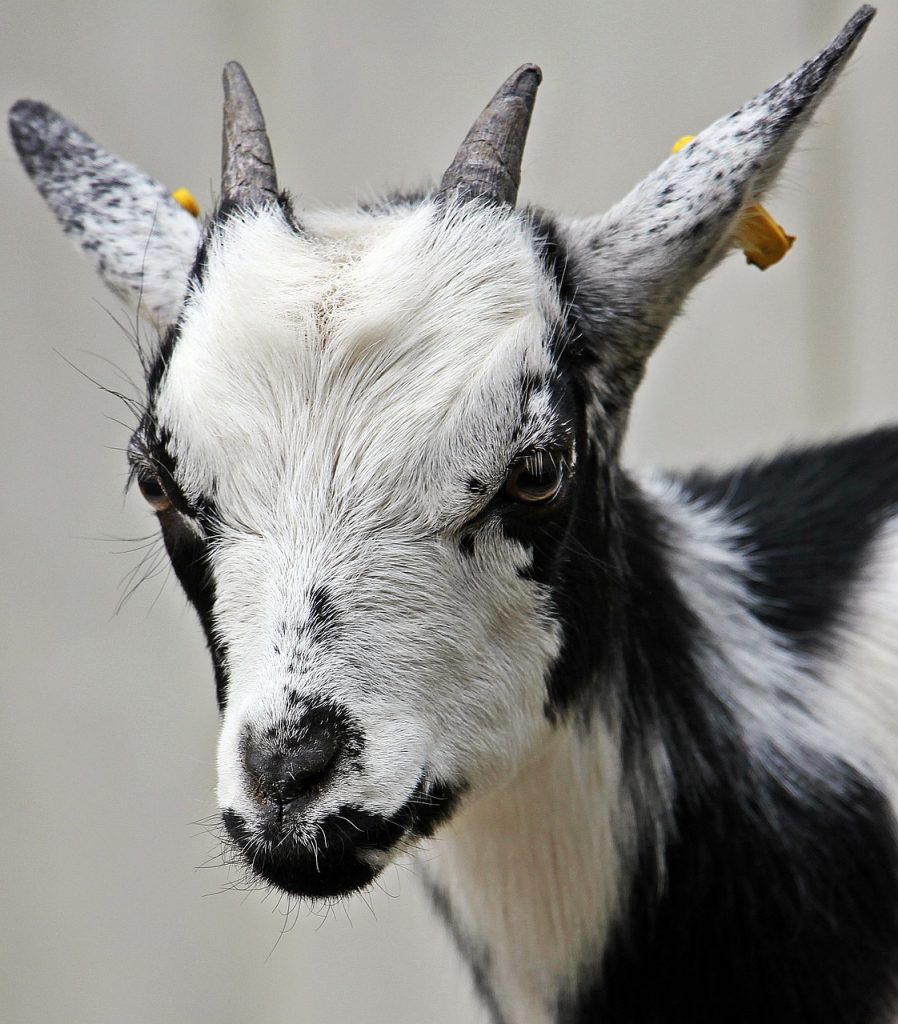 can goats eat dragon fruit? 