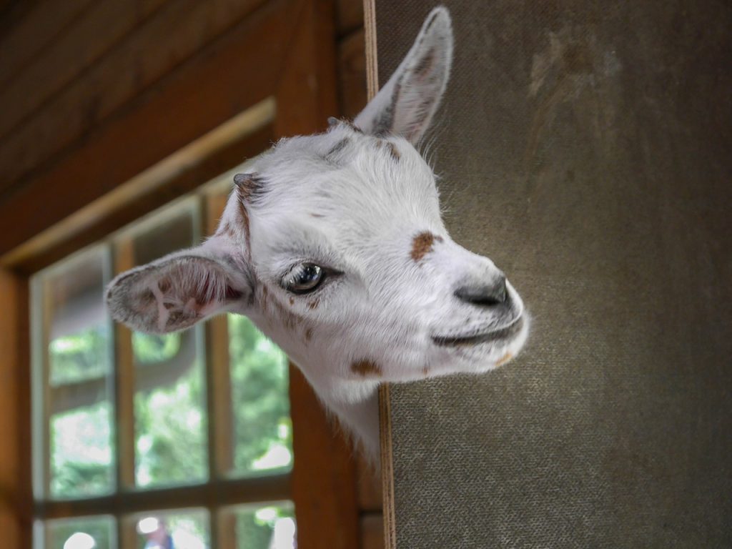 can goats eat dragon fruit?