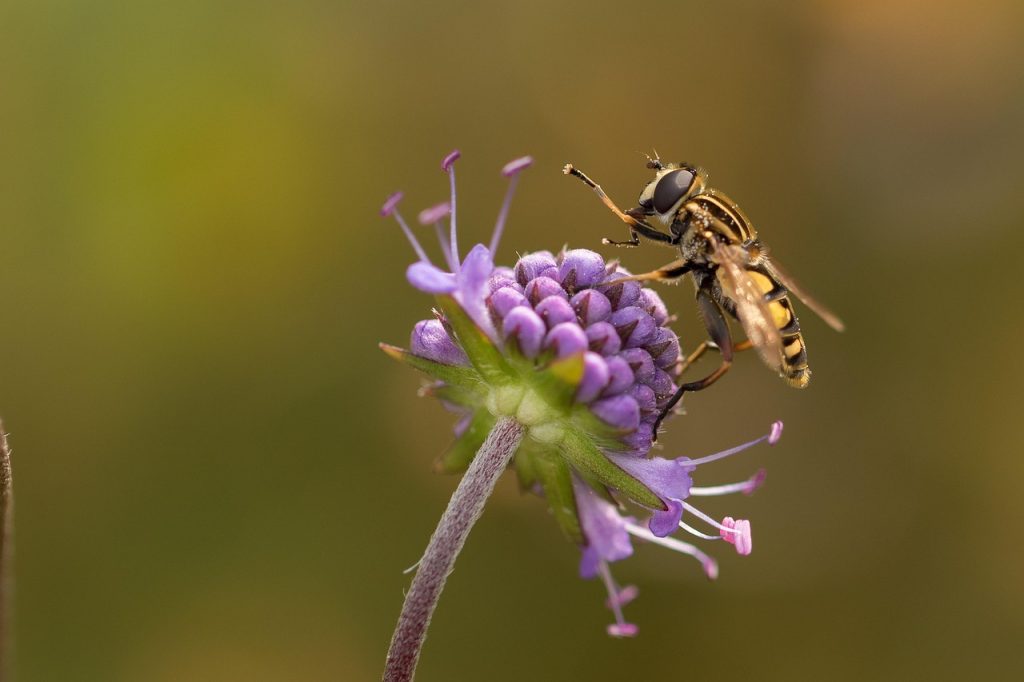 Fruit Fly Culture recipe