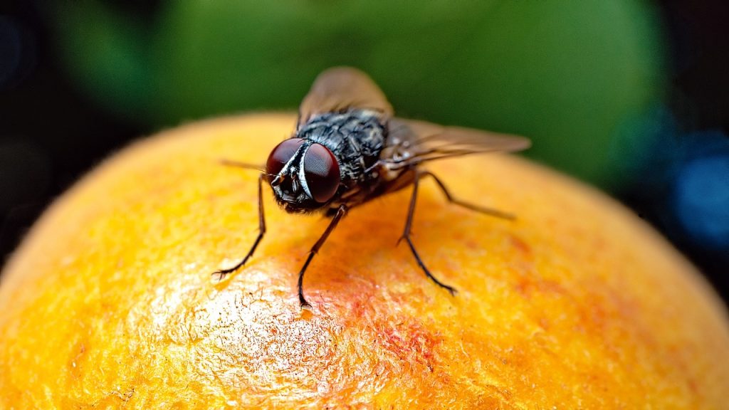 Fruit Fly Culture recipe