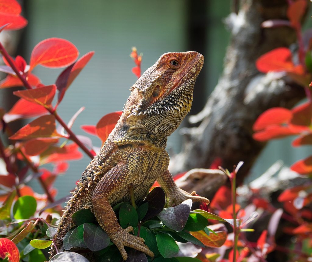 can bearded dragons eat pomegranate