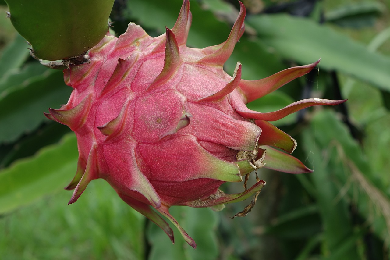 can goats eat dragon fruit?