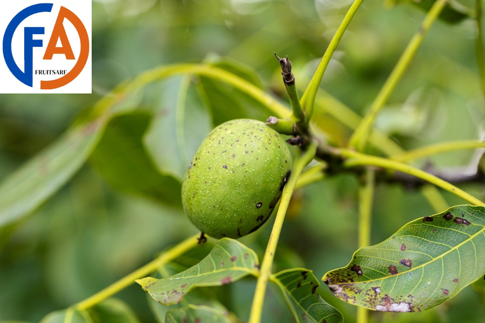 maypop fruit