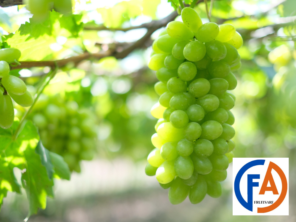 shine muscat grapes