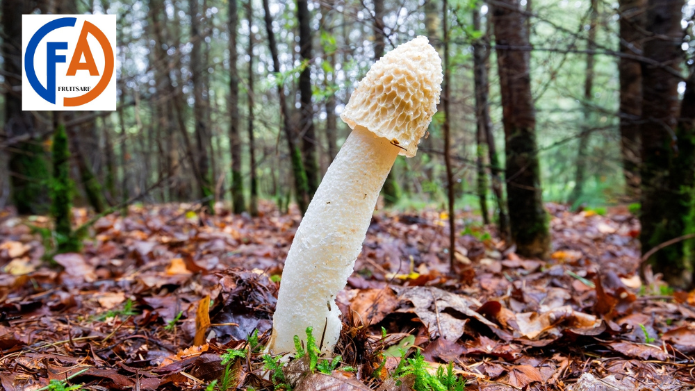 penis envy mushroom