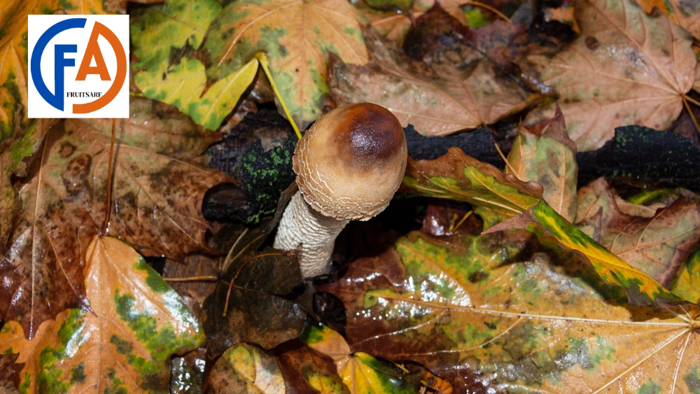 penis envy mushroom