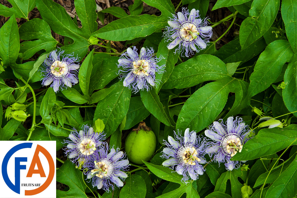 maypop fruit