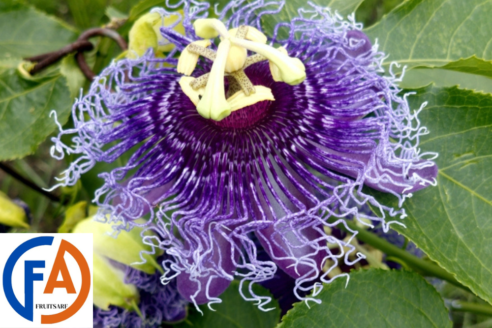 maypop fruit