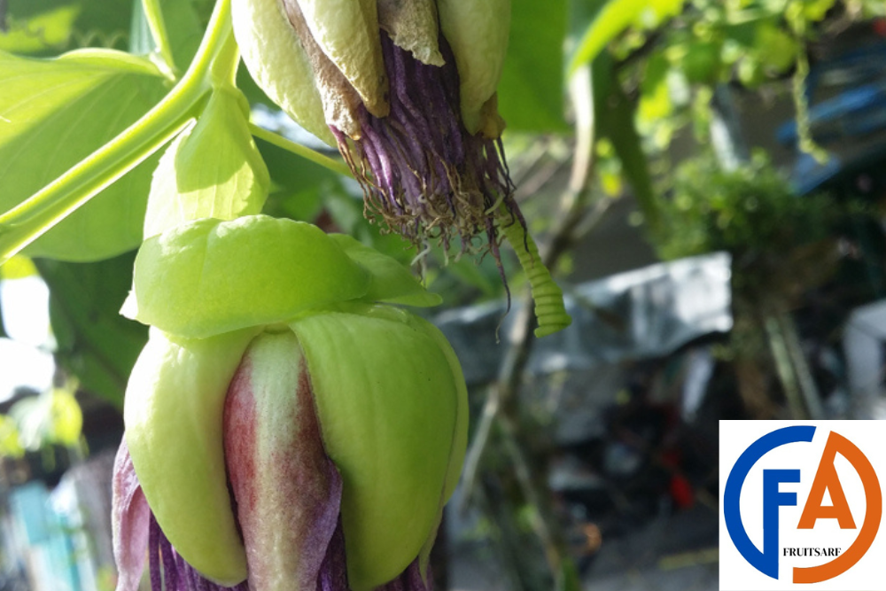 maypop fruit