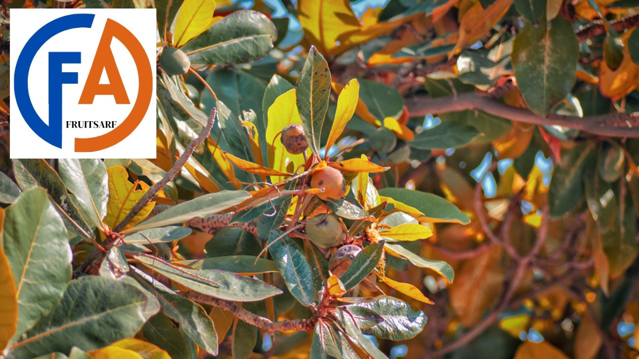 tree of badam